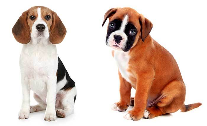 All About The Beagle Boxer Mix (Boggle): Facts & Information
