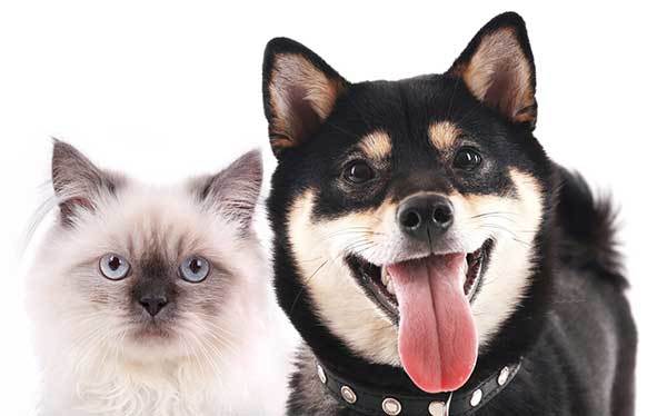 Are Shiba Inus Good With Cats?
