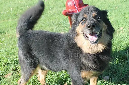 All About the Great Pyrenees Rottweiler Mix (Great Weilernees)