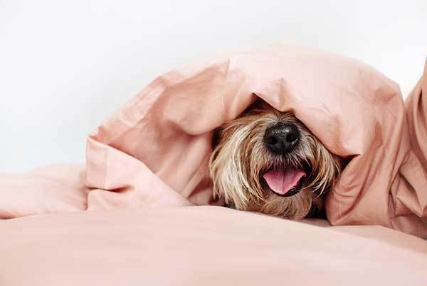 Why Does My Dog Sleep Under The Covers? (10 Reasons)