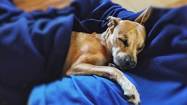 Why Does My Dog Sleep Under The Covers? (10 Reasons)
