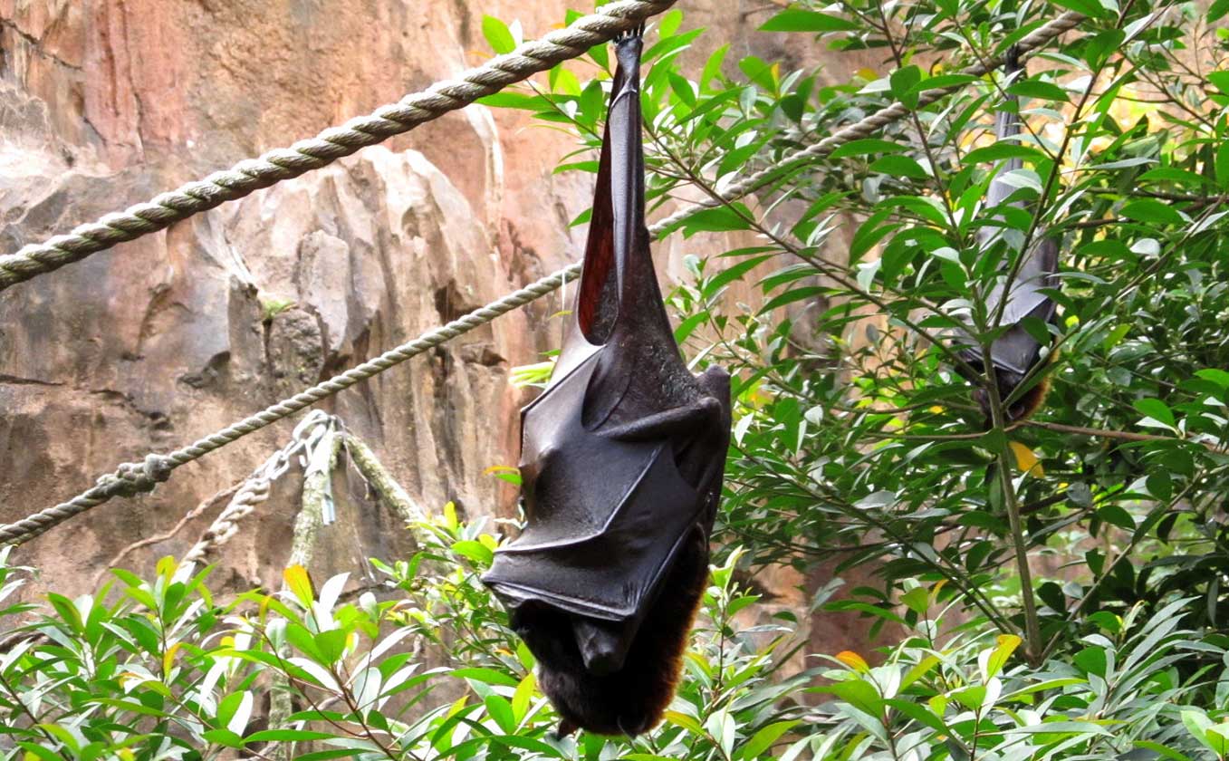 My Disney World Experience Animal Kingdom Howzoo