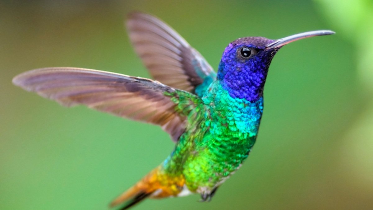 +66 Curiosidades de los colibríes (El ave más pequeña del mundo)