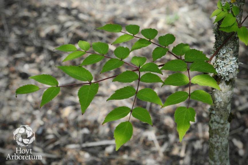 Aralia spinosa Devil's Walking Stick, devils walkingstick