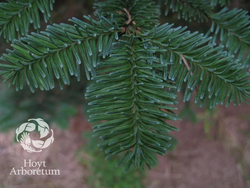 Abies procera noble fir Hoyt Arboretum, Portland, Oregon, USA