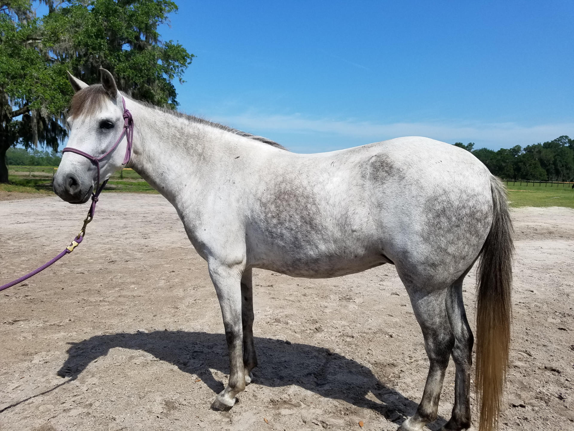 Fancy Horse Protection Association of Florida