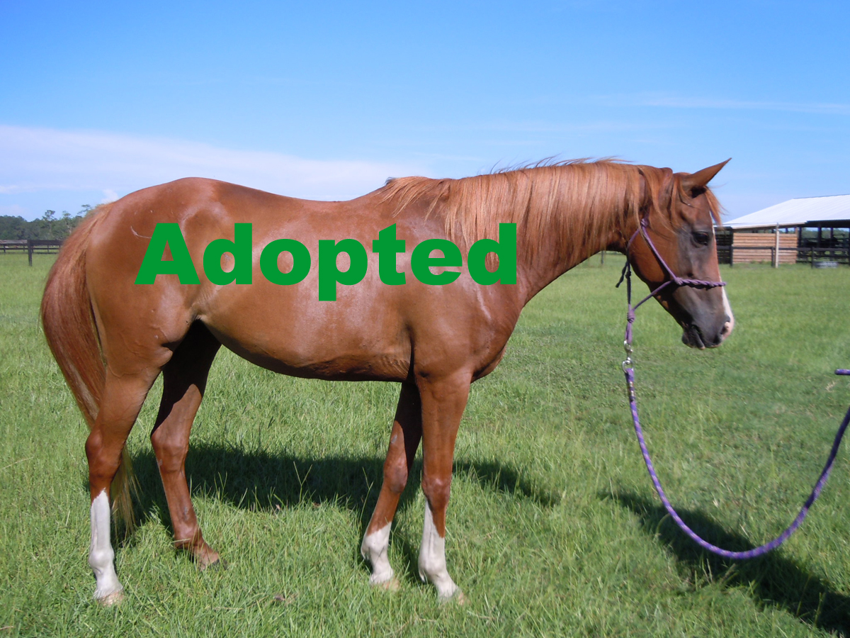 Mia Horse Protection Association of Florida