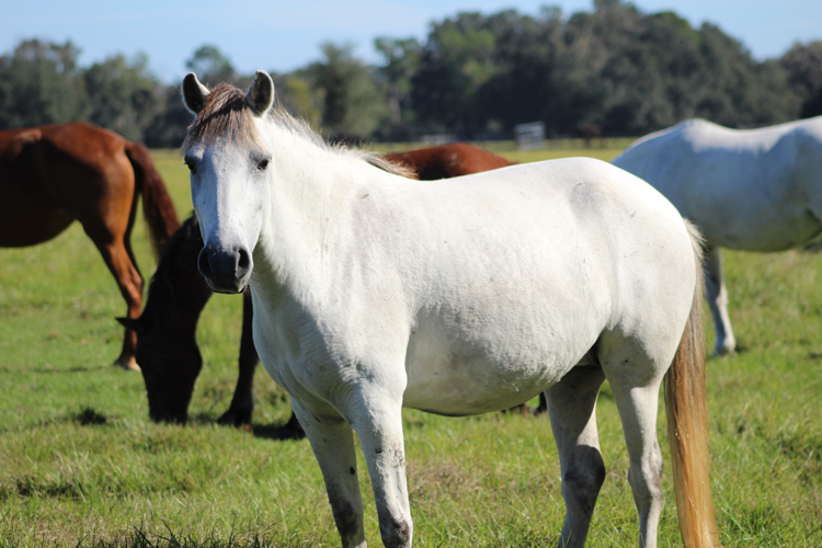 Fancy Horse Protection Association of Florida