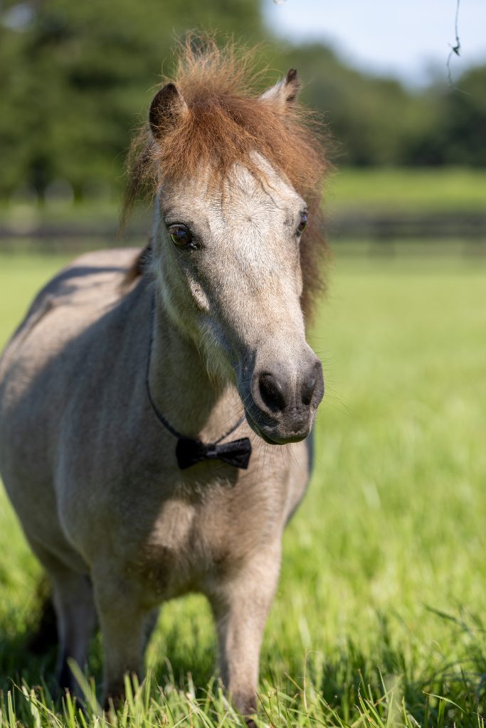 Spirit Walk Reservation Horse Protection Association of Florida