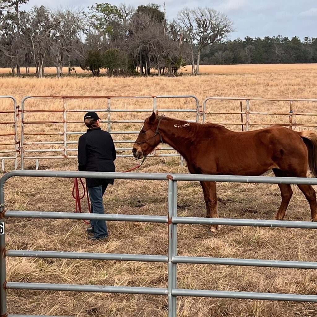 Blooming Flower Girls Horse Protection Association of Florida