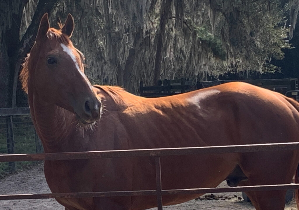Sunny Horse Protection Association of Florida