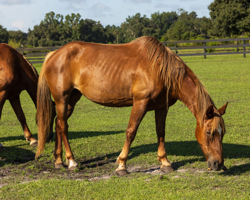 Iris Horse Protection Association of Florida