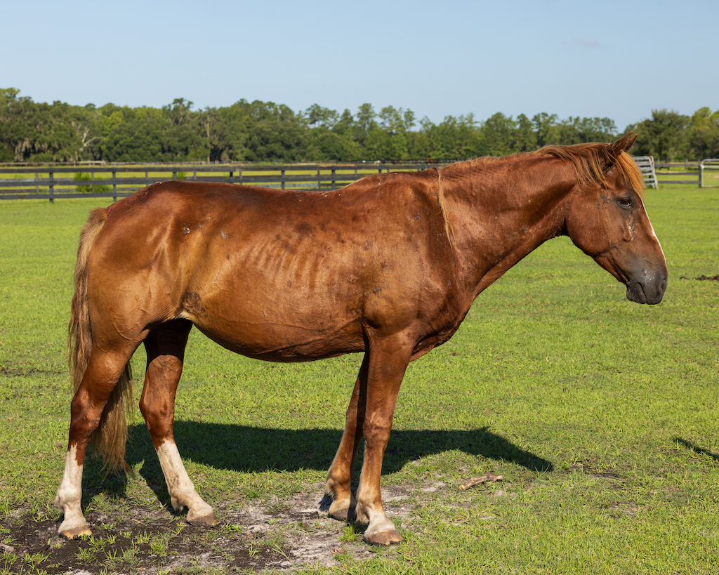 Lily Horse Protection Association of Florida