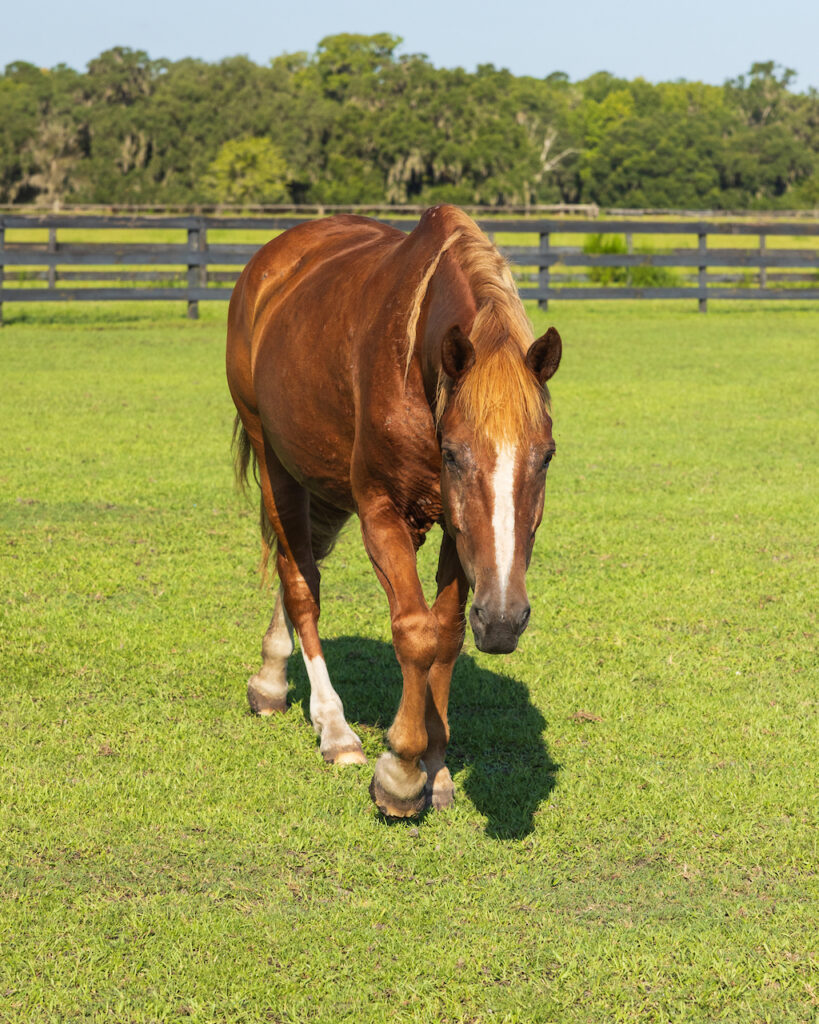 Lily Horse Protection Association of Florida