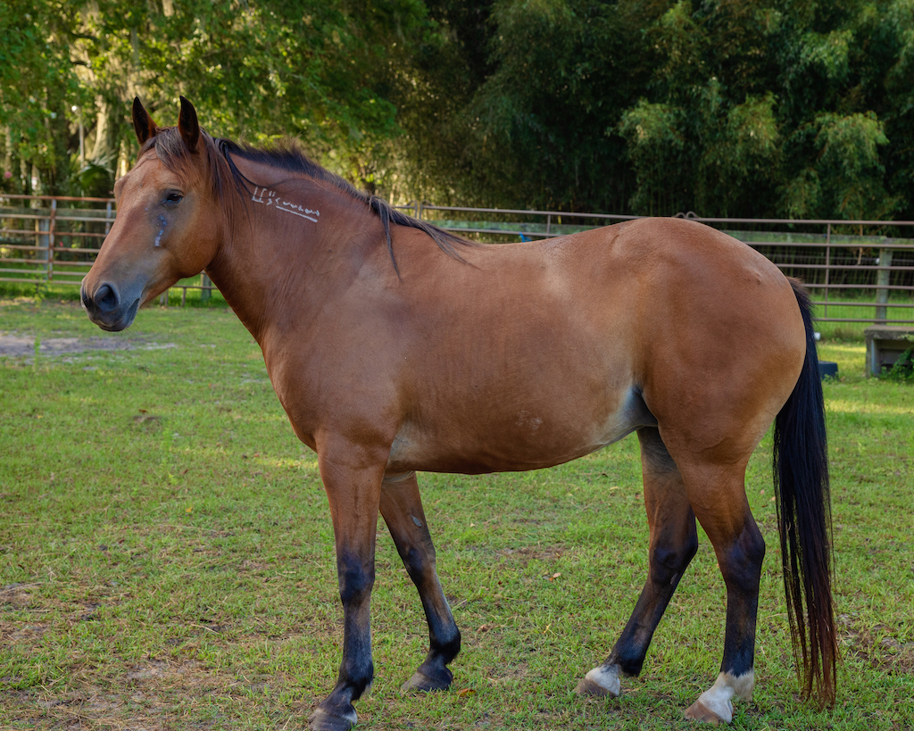 Nevada Horse Protection Association of Florida