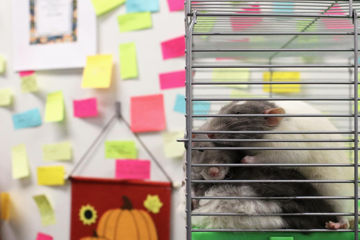 Biology Teacher Unconventional Class Pet HP Bagpipe