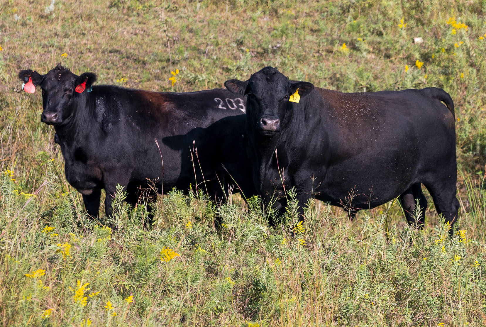 Cattle Chat Role of composite sires High Plains Journal