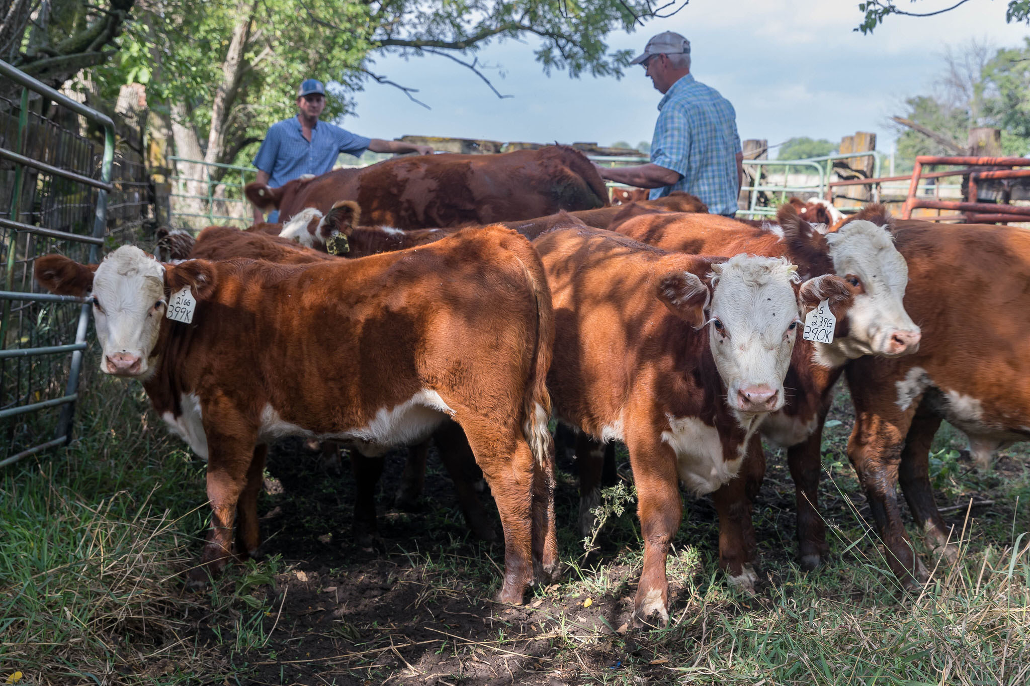Cattle Chat Deciding to keep or sell heifers High Plains Journal