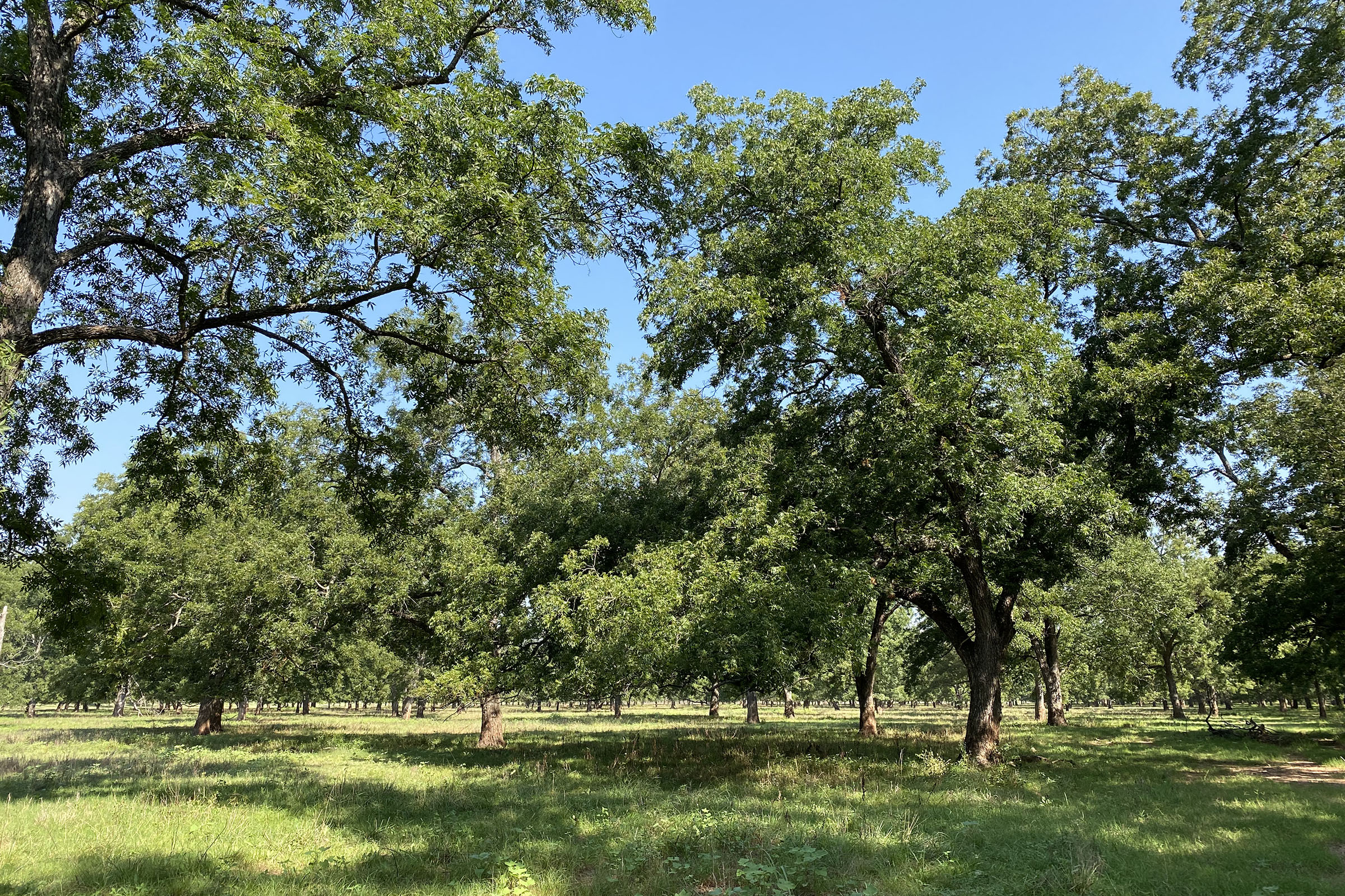 Oklahoma Native Pecan Field Day in October High Plains Journal