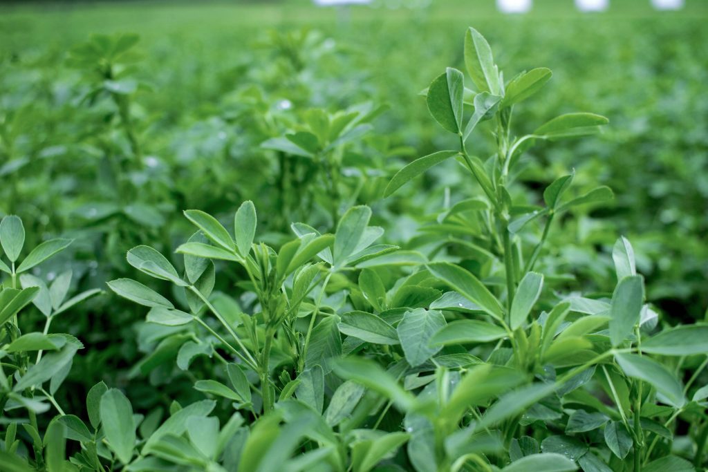 2025 alfalfa variety ratings now available High Plains Journal