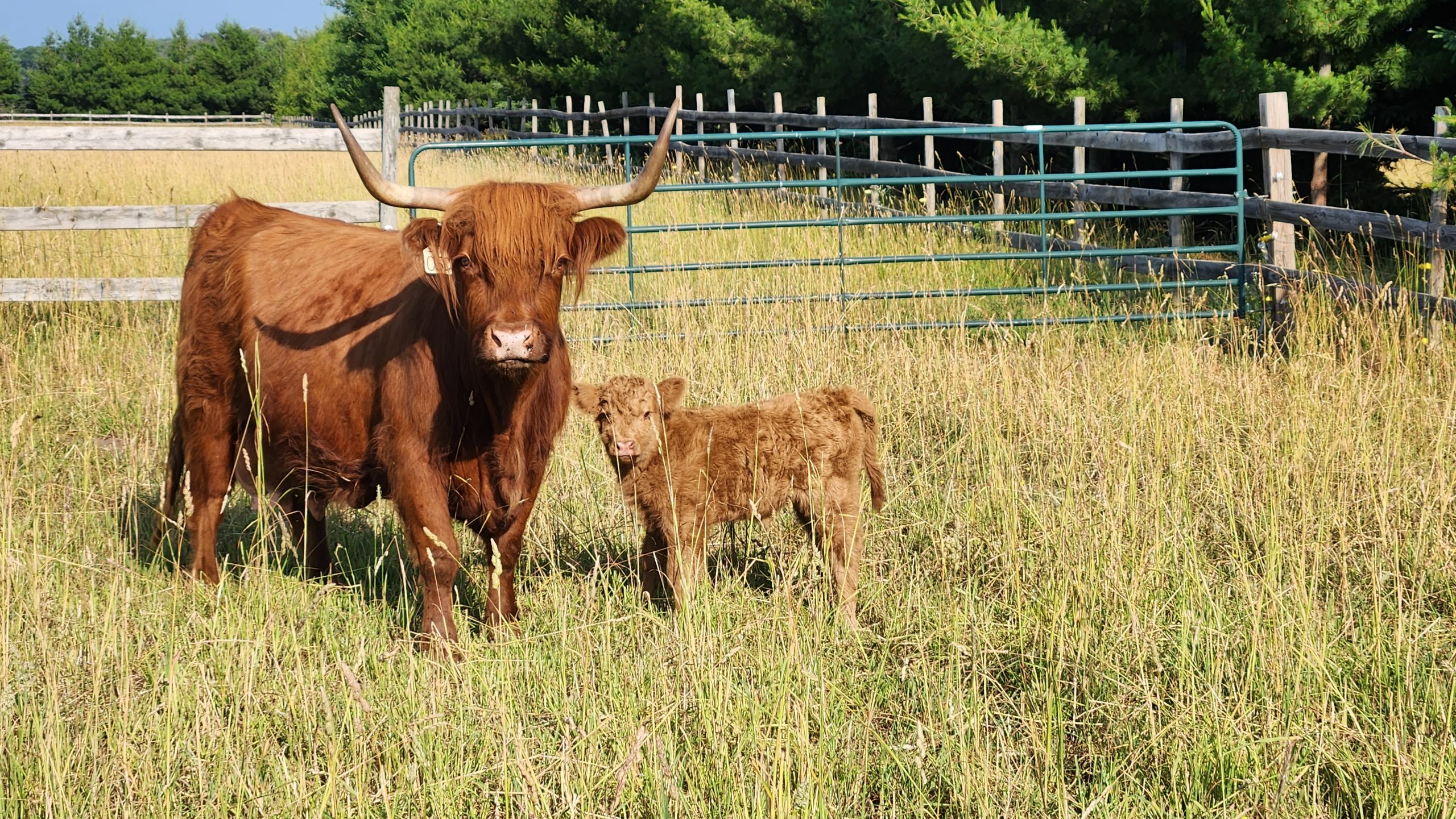 American Highland Cattle Association celebrates 75th anniversary High Plains Journal