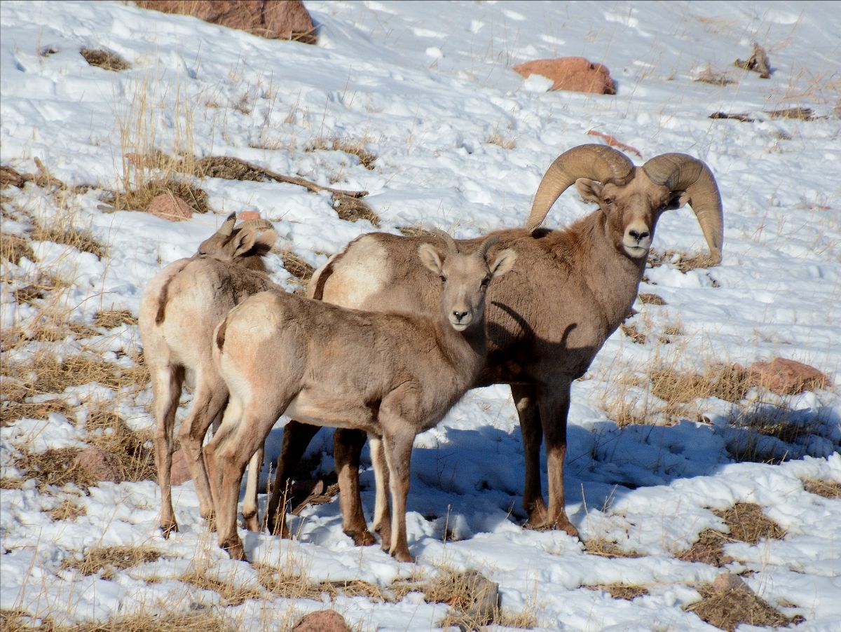 CPW to use lowflying helicopters to assess deer, elk and bighorn sheep