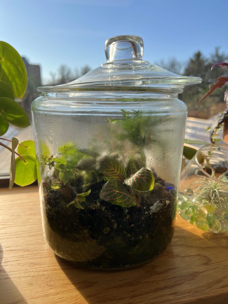 Building and Caring for a Terrarium High Plains Journal