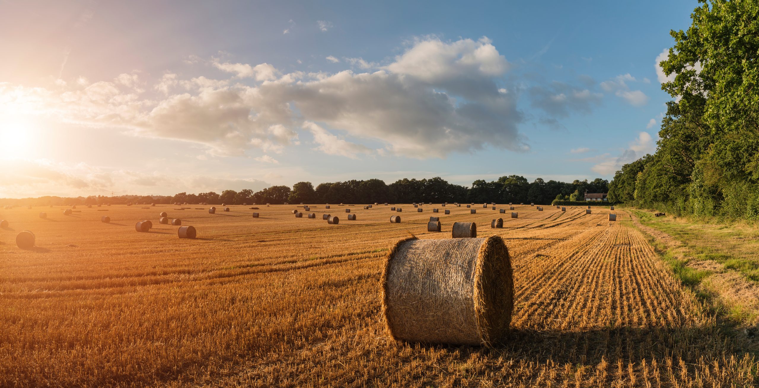 Area Hay Prices October 26, 2024 High Plains Journal