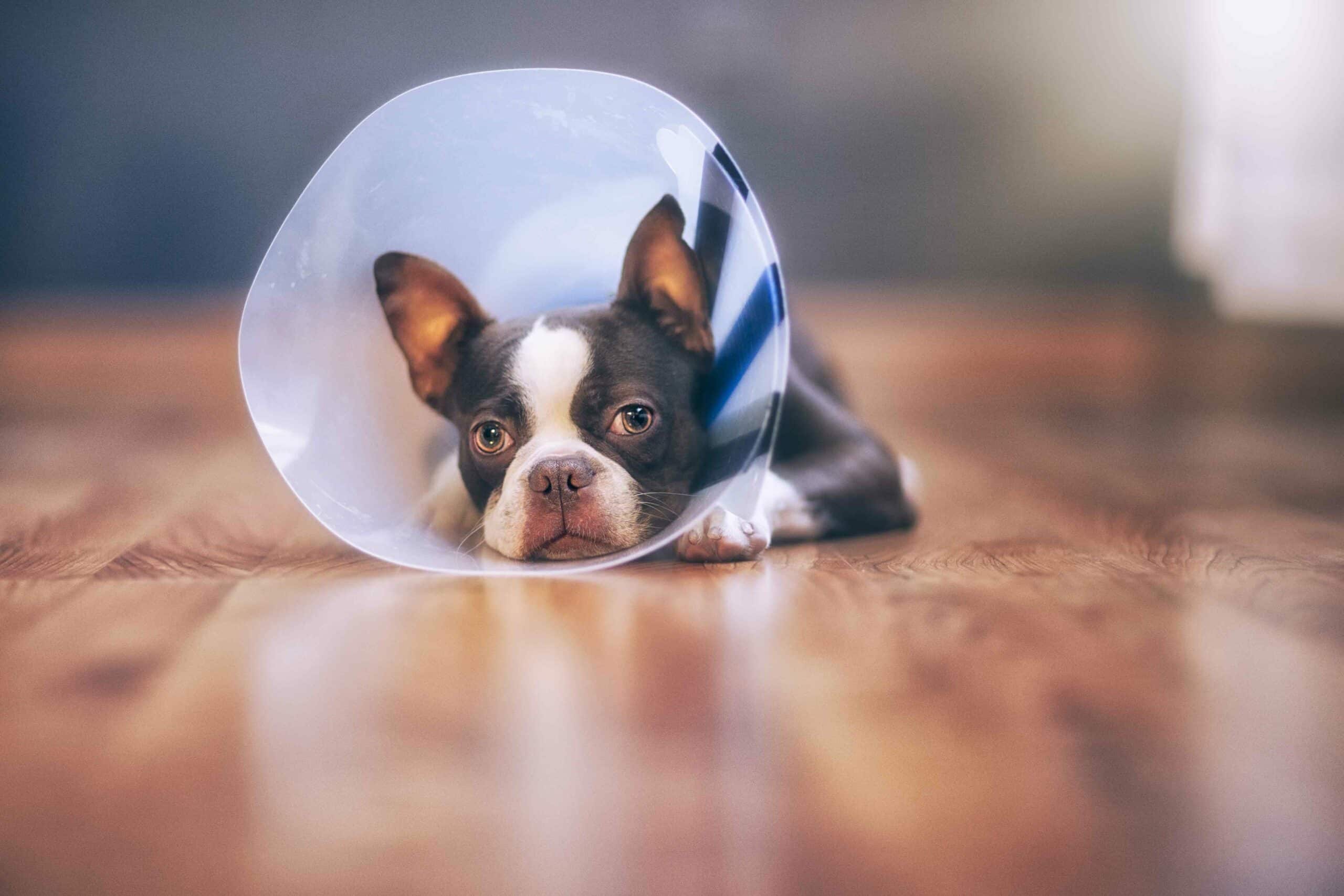 Why Spaying & Neutering Matters More Than You Think Helping Paws