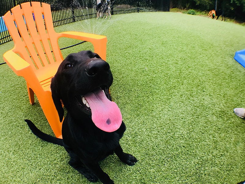 Doggie Daycare Pet Playcare in Baton Rouge, LA