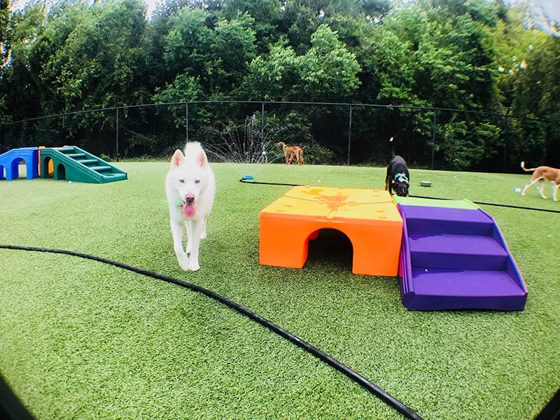 Doggie Daycare Pet Playcare in Baton Rouge, LA