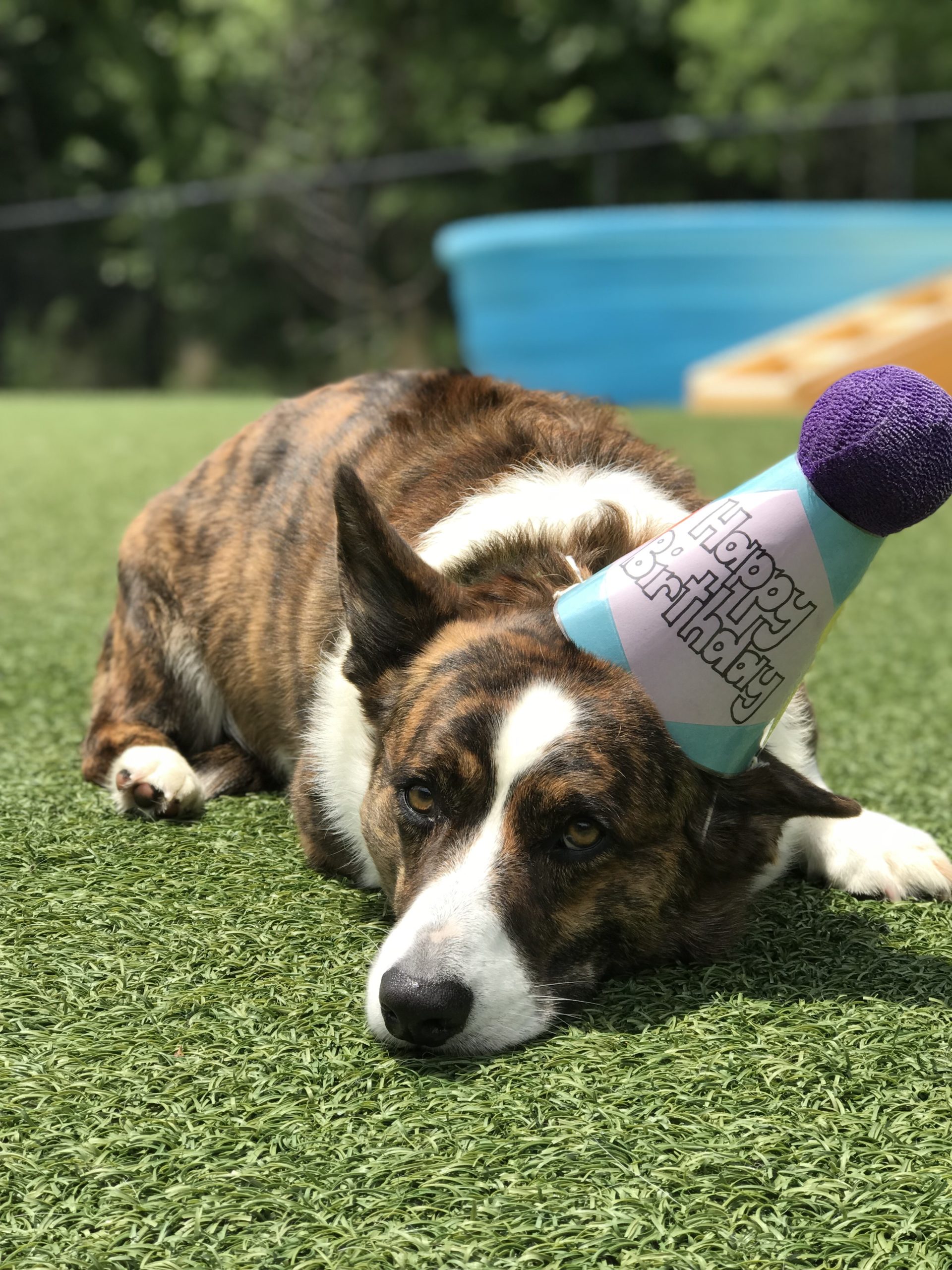 Luxury Boarding Highland Road Animal Hospital