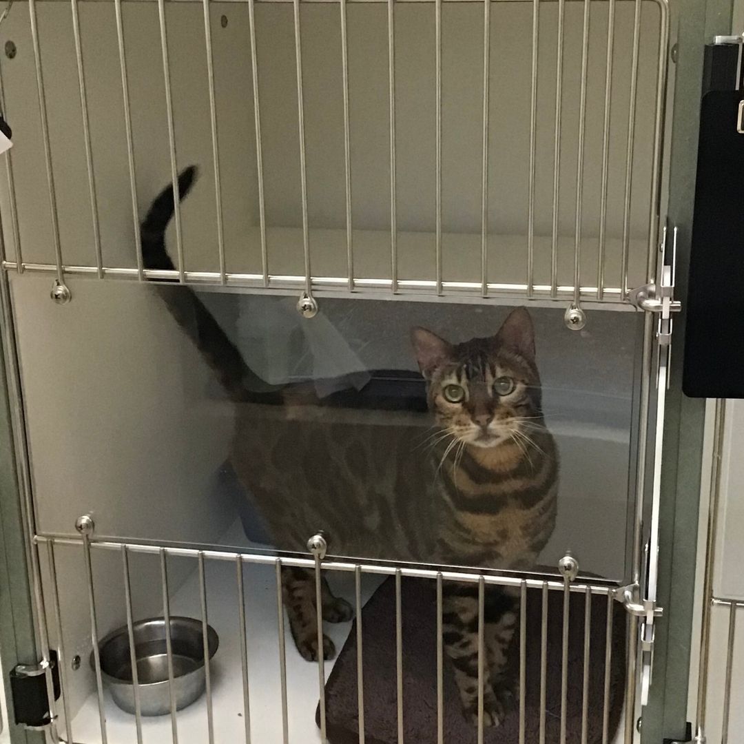 Take a Tour Tour our Baton Rouge, LA Veterinary Hospital