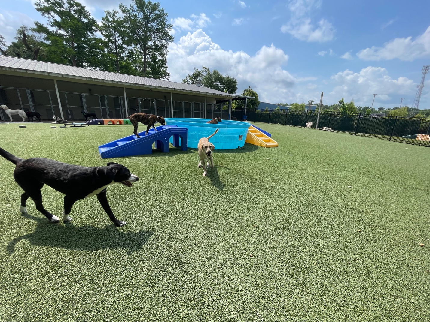 Doggie Daycare Pet Playcare in Baton Rouge, LA