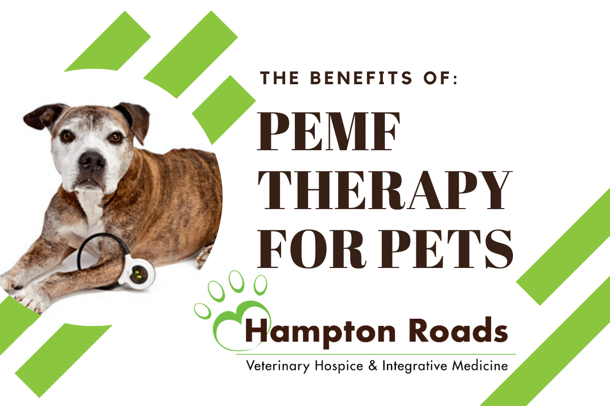 The Benefits of PEMF Therapy for Pets Hampton Roads Veterinary Hospice