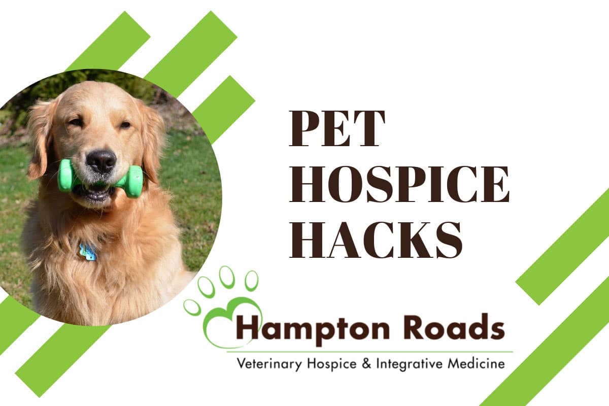 7 Hospice Hacks for Pet Caregivers Hampton Roads Veterinary Hospice