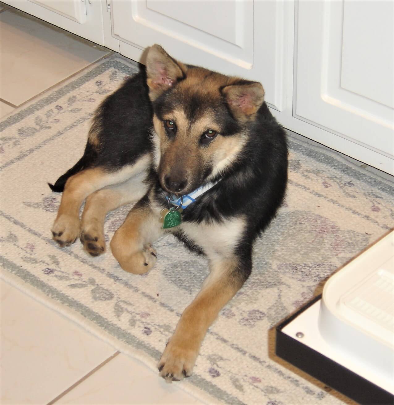 What Breed Is Jake The Dog