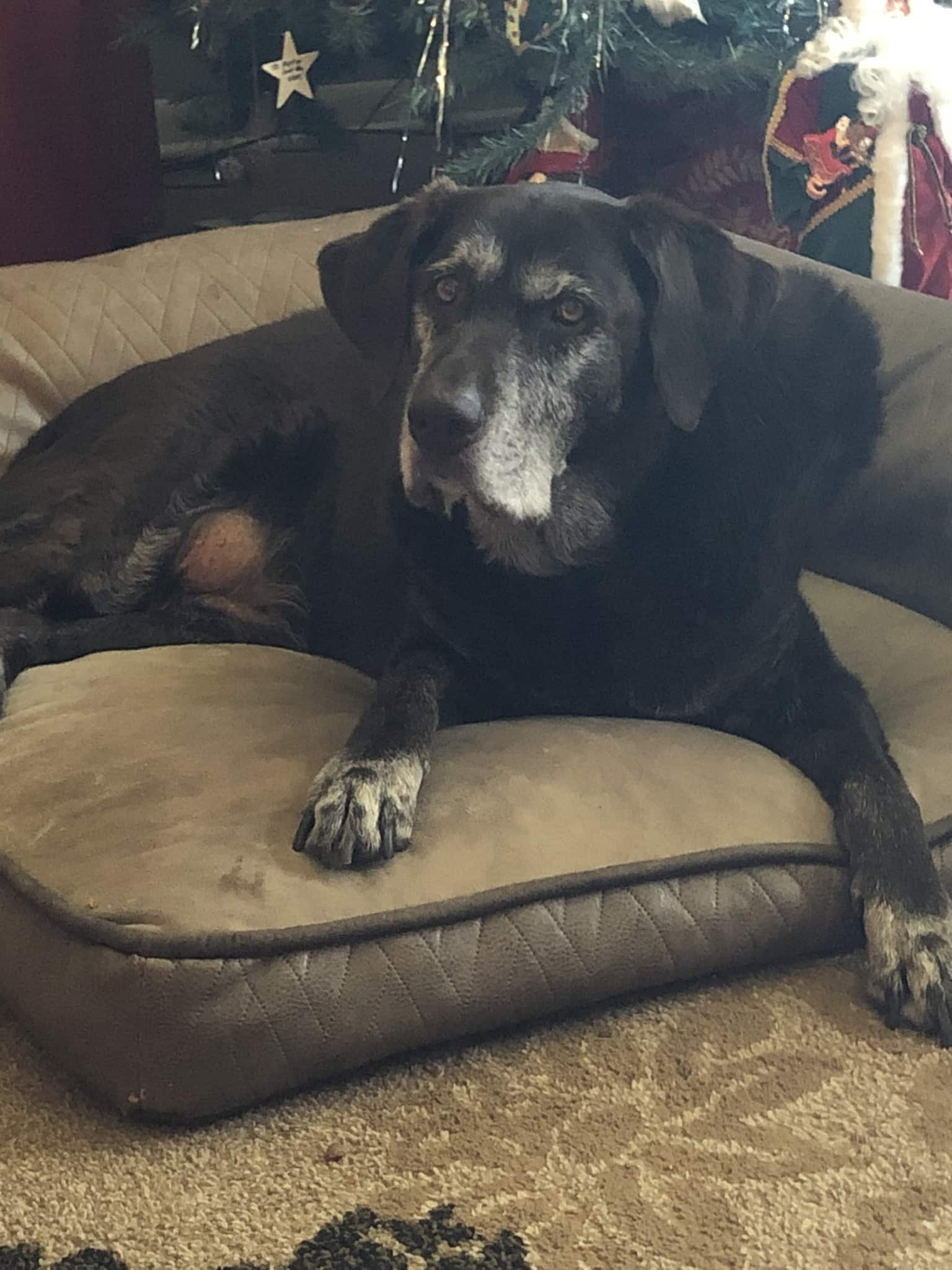 A Tribute for Remington Hampton Roads Veterinary Hospice