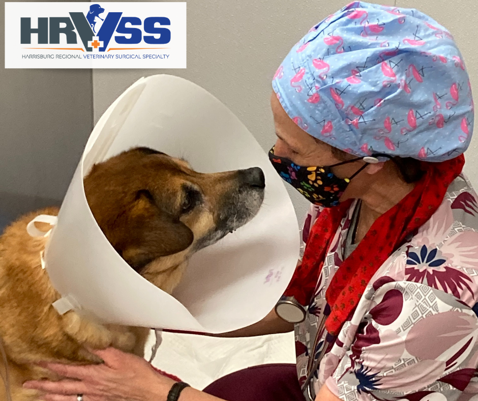Harrisburg, PA Who We Are Harrisburg Regional Veterinary Surgical