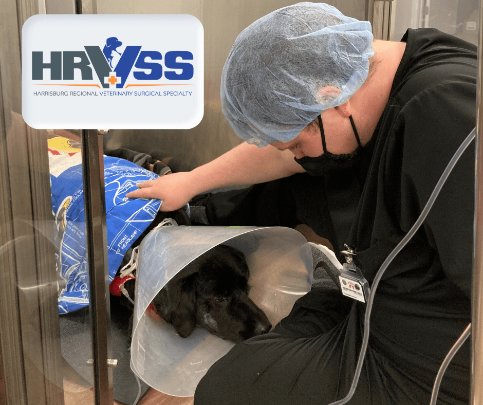Harrisburg, PA Who We Are Harrisburg Regional Veterinary Surgical