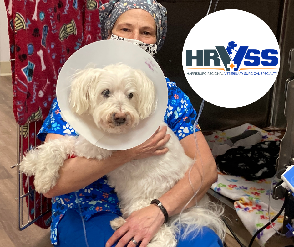 Harrisburg, PA Who We Are Harrisburg Regional Veterinary Surgical