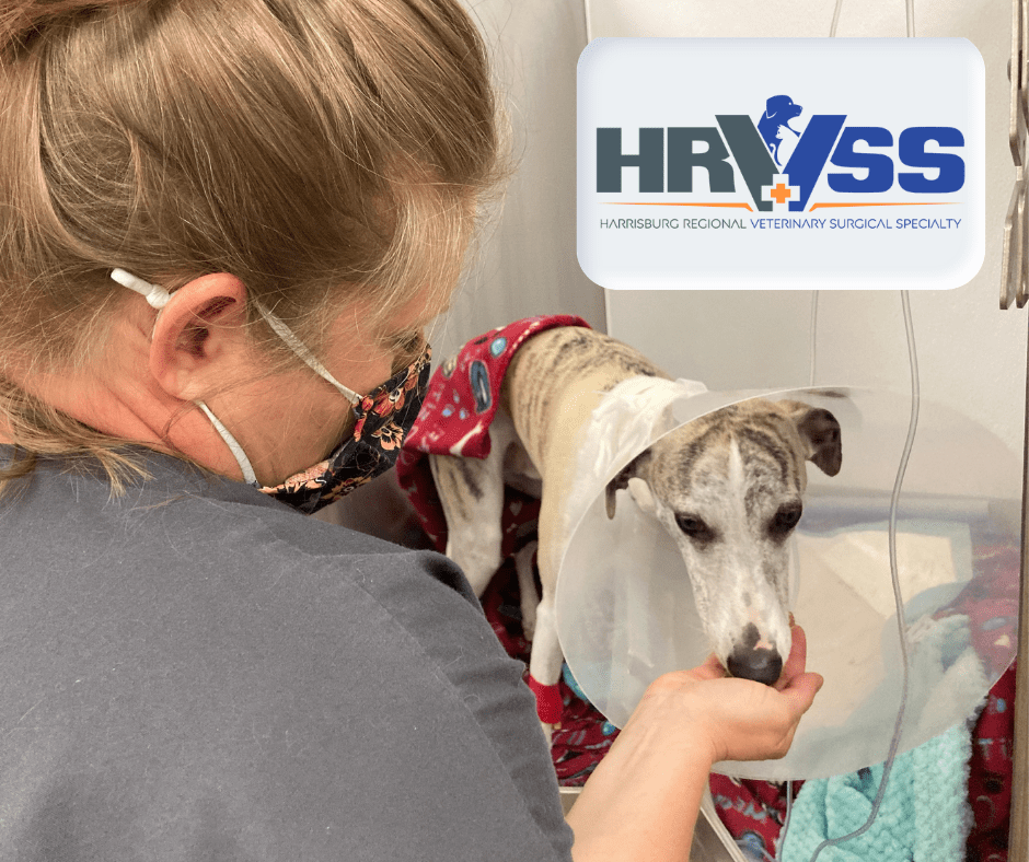 Harrisburg, PA Who We Are Harrisburg Regional Veterinary Surgical