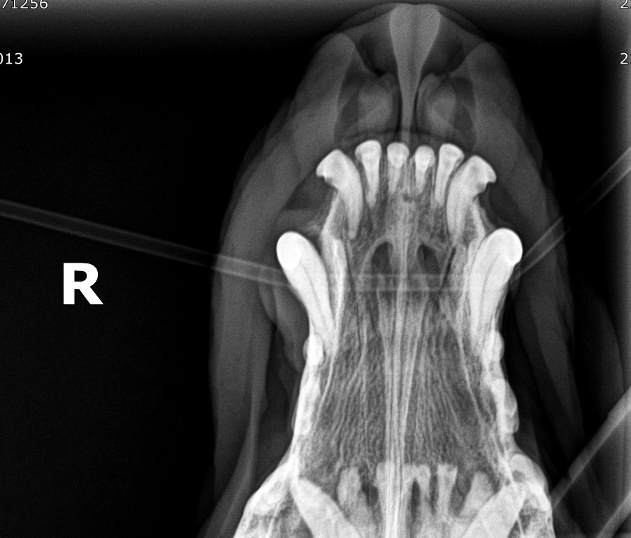 How Luke Handled Radical Jaw Surgery Harrisburg Regional Veterinary