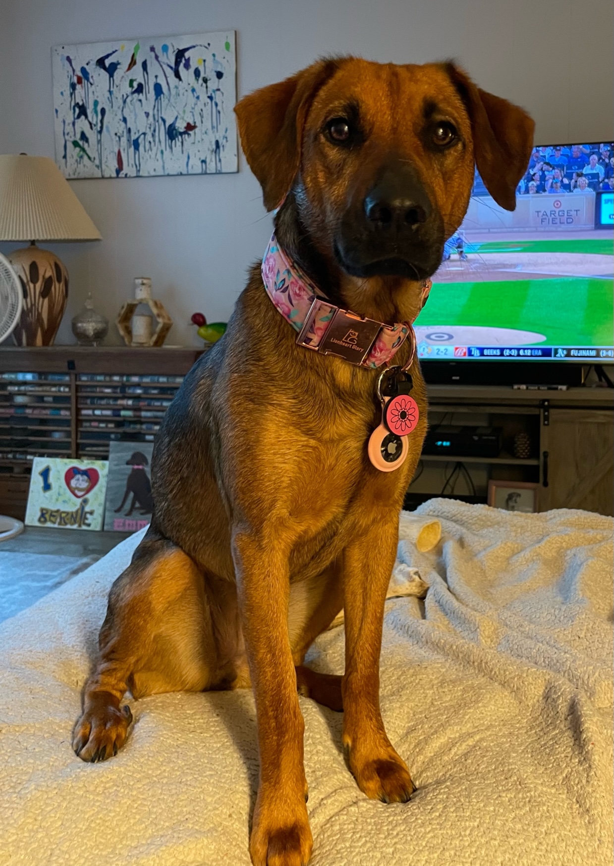 EMMA (DUCHESS) Humane Society of County