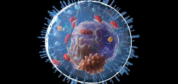 ما هي خصائص الخلية