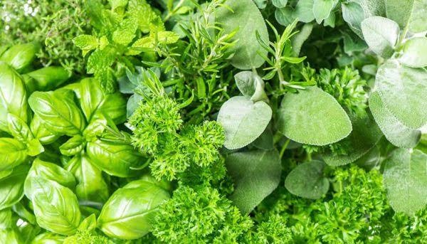 كيفية استخدام عشبة المدينة