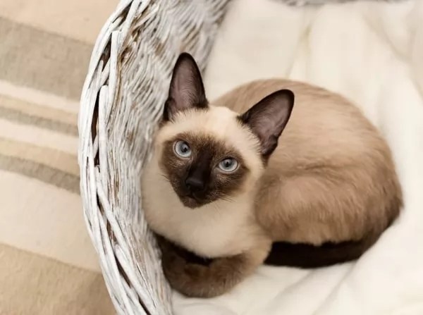 أنواع القطط في مصر بالصور