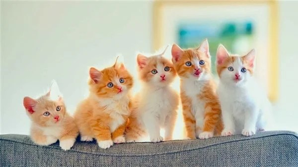 رؤية القطط في المنام للرجل لابن سيرين