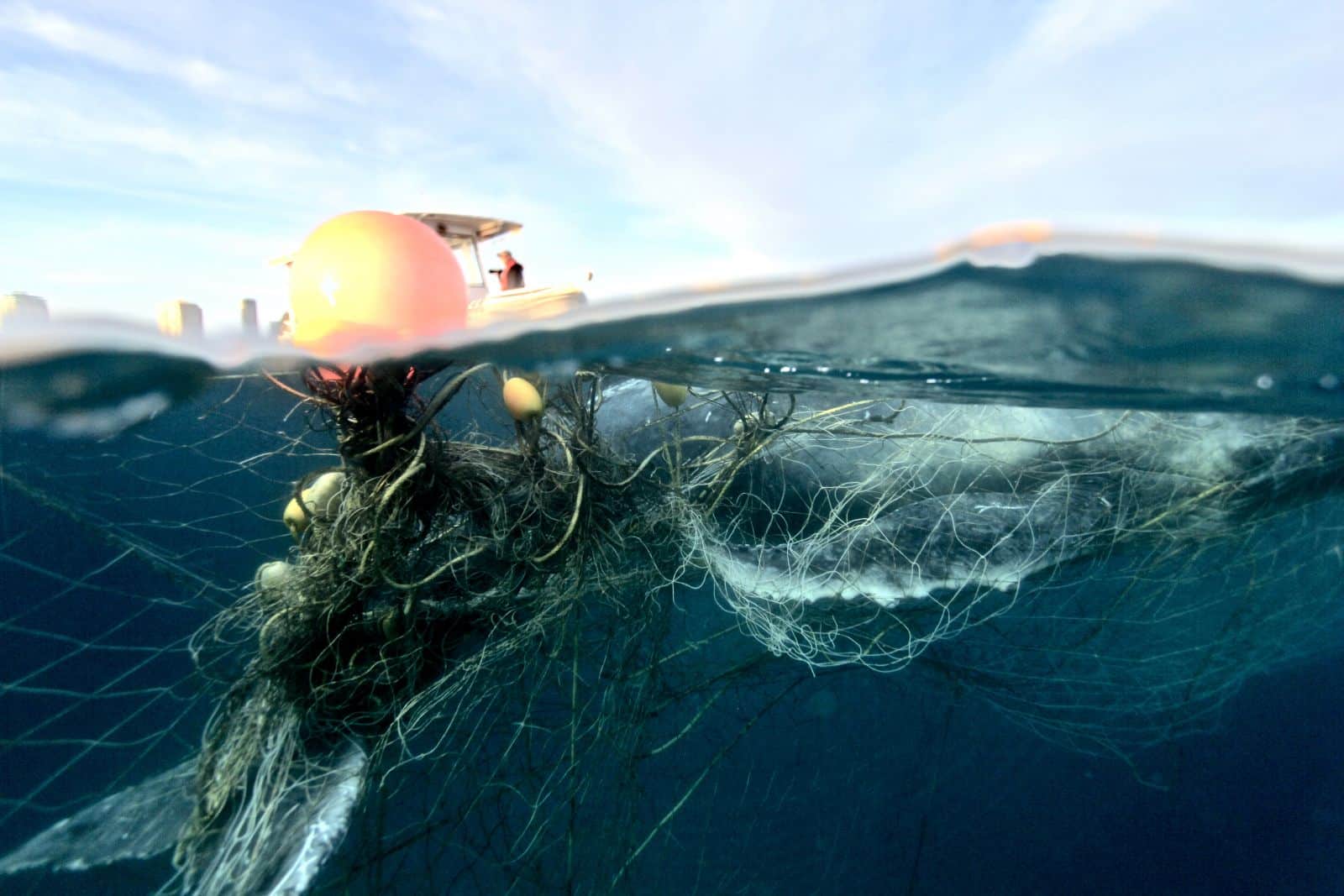 Shark nets death traps for marine animals Humane Society