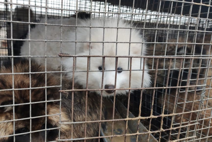 HSI undercover investigation shows foxes bludgeoned, skinned alive on